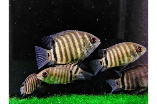 Red sided Severum 1.25”Tank Breed by bioAquatiX