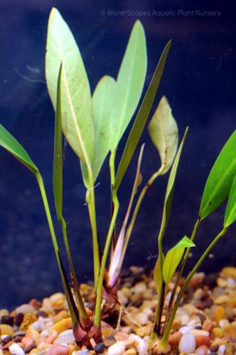 Anubias Lanceolata