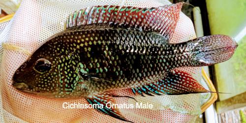 Cichlasoma Ornatus 2.5", Tank Breed by bioAquatiX