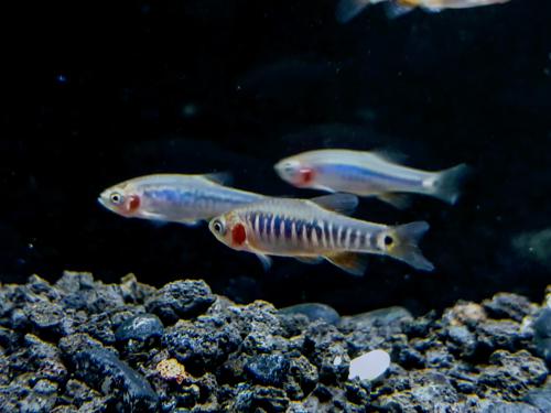 Emeral Rasbora or “Danio erythromicron”, Tank Breed by bioAquatiX