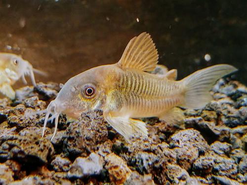 Green Corydora 1"-1.25", Tank Breed by bioAquatiX
