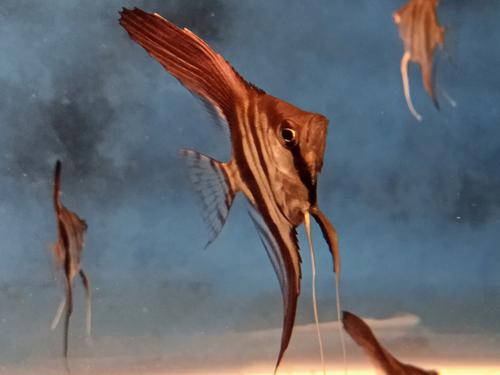 Manacapura Red Back Angelfish Quarter size, Tank Breed by bioAquatiX