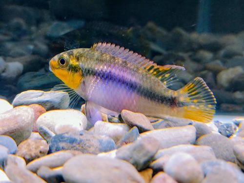 Pelviachromis Suboccelatus “Matadi” 1.5", Tank Breed by bioAquatiX