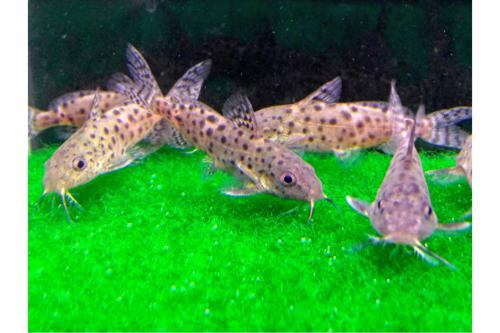 Synodontis Ocellifer 1"-1.5"