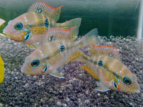 Thorichthys Ellioti 1.25"Tank Breed by bioAquatiX