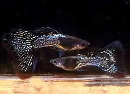 Black Metal Jacket Lace Guppies ~Trios~