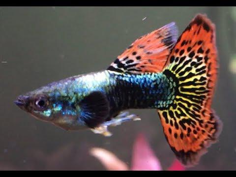 Red Mosaic Dragon Guppies -Trio-