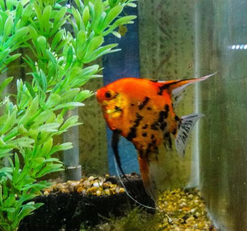 6 Koi Angelfish  Pre Breeder Colony, Over 7  Mo Old, Ready To Pair Up Free overnight shipping