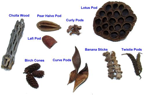 12+ Botanicals for Blackwater Tanks for Fish and Shrimp