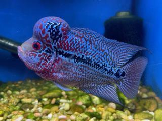 Flowerhorn Cichlid