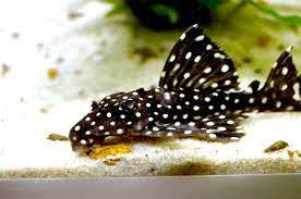 Wild Leporacanthicus Galaxy L-240 Pleco