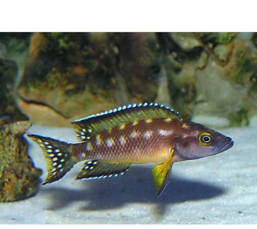 Neolamprologus Buescheri sp Kamakonde