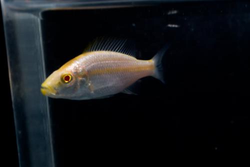 1.5" Albino Compressiceps *Lot of 3*