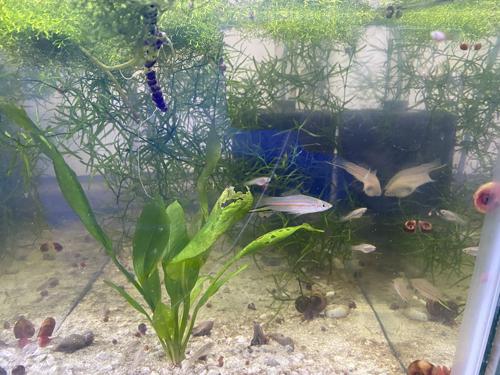 Six Clemenciae "Yellow Swordtail"