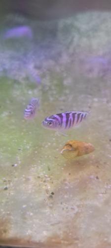 1.25" Kenya Cichlid