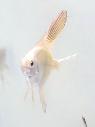 Lilac Point Angelfish (Pack of 8) small