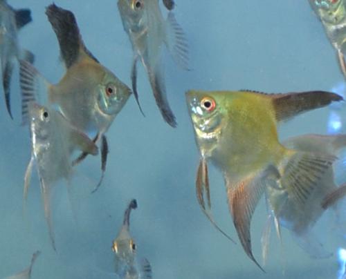 Bulgarian Seal Point Angelfish (Pack of 8) small