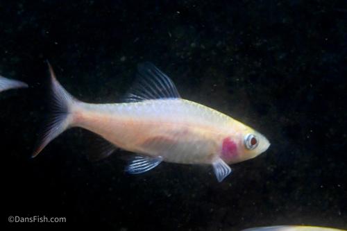 Albino Arulius Barb
