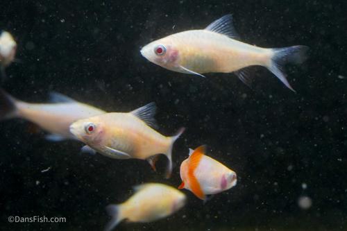 Albino Arulius Barb