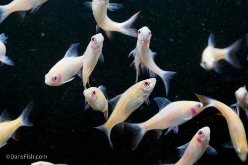 Albino Arulius Barb