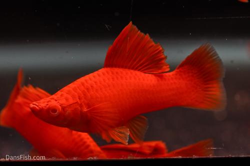 Albino Bloodred Cauliflower Sabertail Swordtail, Pair (1M1F)