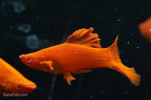 Albino Bloodred Cauliflower Sabertail Swordtail, Pair (1M1F)