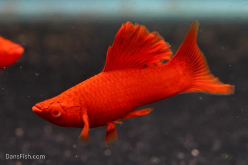 Albino Bloodred Cauliflower Sabertail Swordtail, Pair (1M1F)