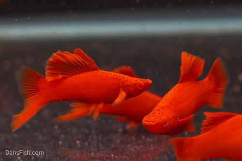 Albino Bloodred Cauliflower Sabertail Swordtail, Pair (1M1F) Albino Bloodred Cauliflower Sabertail Swordtail, Pair (1M1F)