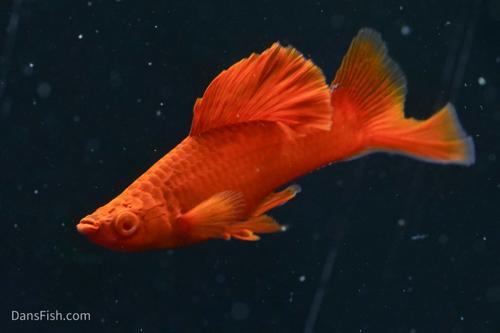 Albino Bloodred Cauliflower Sabertail Swordtail, Pair (1M1F)