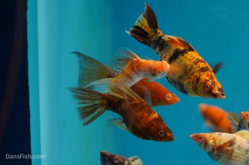 Albino Chocolate Marble Molly, Female