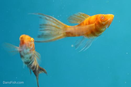 Albino Chocolate Marble Molly, Female