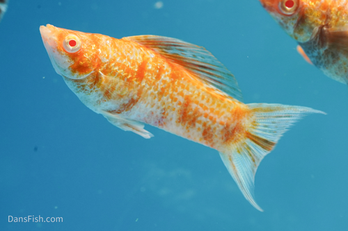 Albino Chocolate Marble Molly, Female Albino Chocolate Marble Molly, Female
