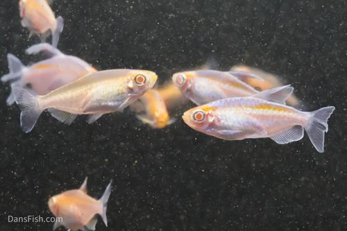 Albino Congo Tetra, Pair (1M1F)