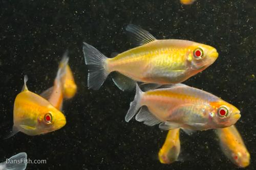 Albino Congo Tetra, Pair (1M1F)
