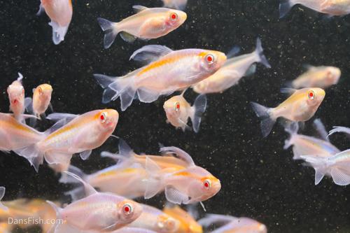 Albino Congo Tetra, Pair (1M1F)