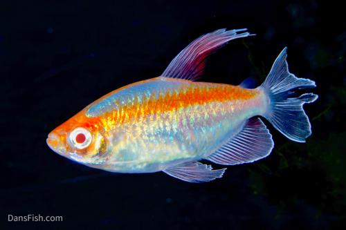 Albino Congo Tetra, Pair (1M1F)