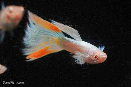 Albino Full Platinum Guppy, Pair (1M1F)