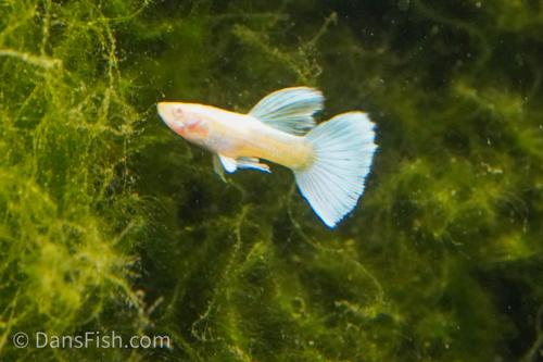 Albino Full Platinum Guppy, Pair (1M1F)