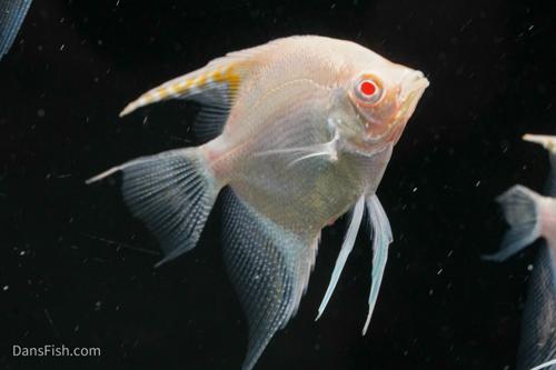 Albino Manacapuru Angelfish