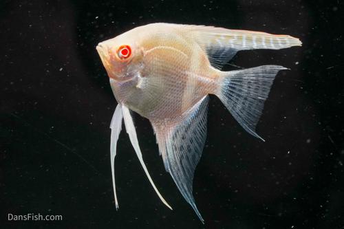 Albino Manacapuru Angelfish