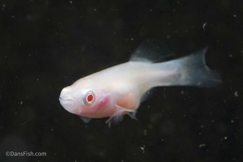 Albino Nothobranchius Rachovii, Pair (1M1F)