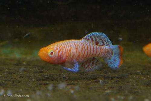 Albino Nothobranchius Rachovii, Pair (1M1F)