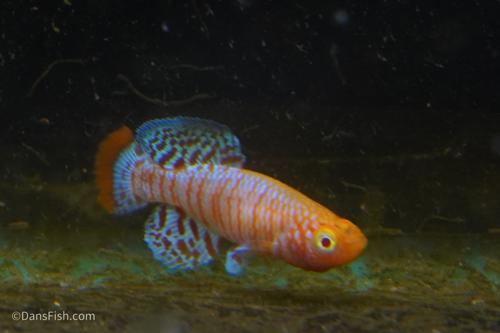Albino Nothobranchius Rachovii, Pair (1M1F)