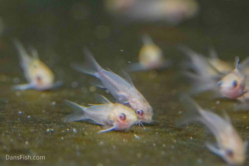 Albino Pygmy Cory