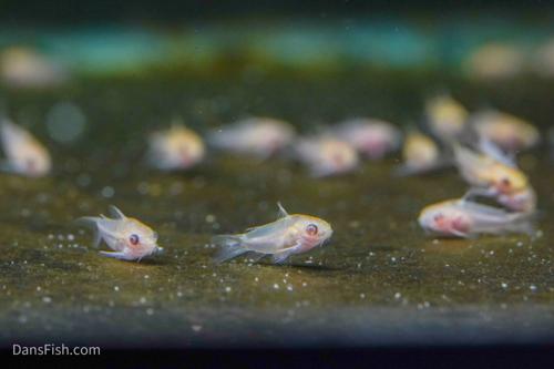 Albino Pygmy Cory
