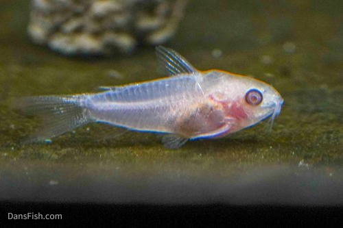 Albino Pygmy Cory