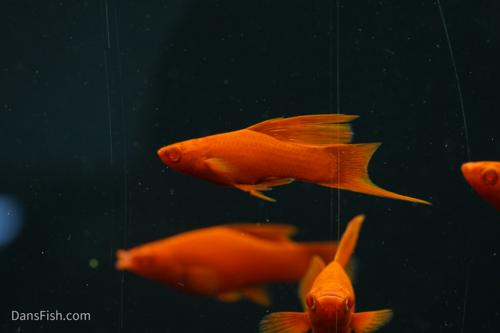 Albino Red High Fin Swordtail, Pair (1M1F)