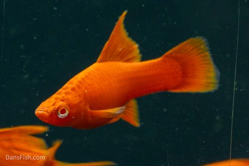 Albino Red High Fin Swordtail, Pair (1M1F)