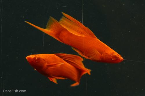 Albino Red High Fin Swordtail, Pair (1M1F)