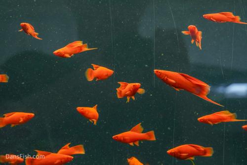 Albino Red High Fin Swordtail, Pair (1M1F)